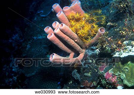 Pipe Sponges underwater, Java Sea, Timor, Nusa Tenggara, Indonesia, Asia View Large Photo Image Stock Image - Pipe Sponges underwater, Java Sea, Timor, Nusa Tenggara, Indonesia, Asia. Fotosearch