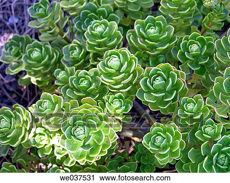Stock Image - Plant (Crassula sp. ). Fotosearch