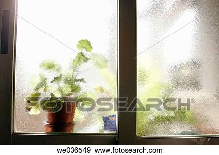 Plant seen through translucent glass View Large Photo Image Stock Photo - Plant seen through translucent glass. Fotosearch