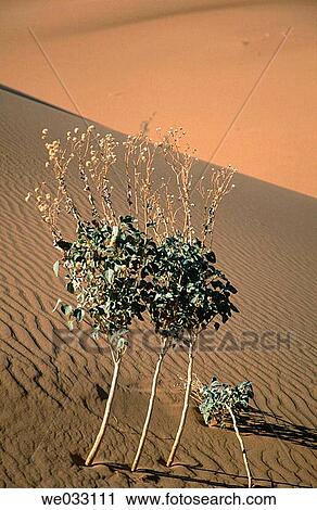 Plants and dunes, Pinacate and Altar Desert. Sonora, Mexico View Large Photo Image Stock Image - Plants and dunes, Pinacate and Altar Desert. Sonora, Mexico. Fotosearch