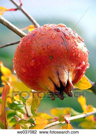 Pomegranate on tree View Large Photo Image Stock Image - Pomegranate on tree. Fotosearch