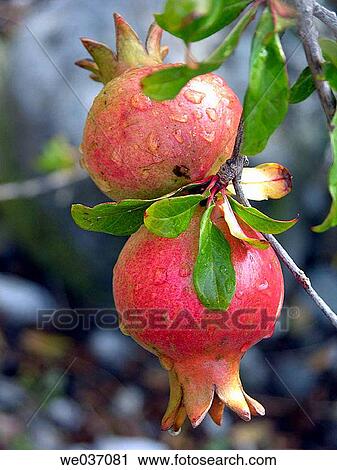 Pomegranates on tree View Large Photo Image Stock Image - Pomegranates on tree. Fotosearch