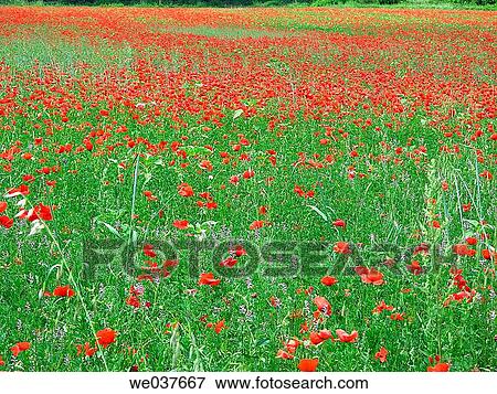 Poppies in field View Large Photo Image Stock Photo - Poppies in field. Fotosearch