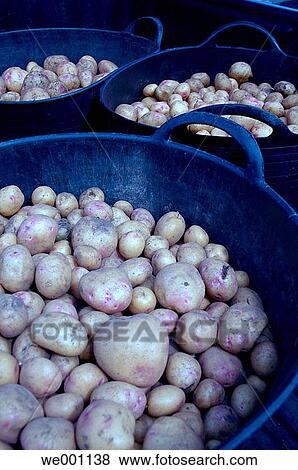 Potatoes. El Hierro. Canary islands. Spain. View Large Photo Image Stock Photo - Potatoes. El Hierro. Canary islands. Spain.. Fotosearch