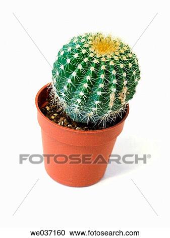 Potted miniature Golden Barrel Cactu View Large Photo Image Stock Image - Potted miniature Golden Barrel Cactu. Fotosearch