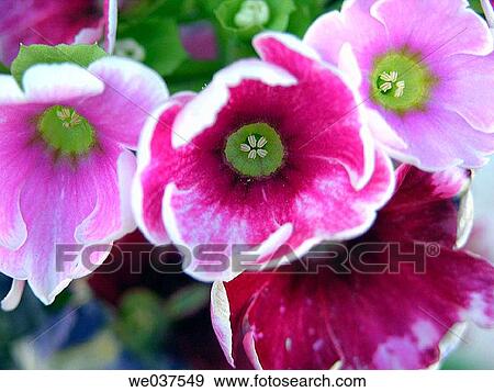 Primroses View Large Photo Image Stock Photo - Primroses. Fotosearch