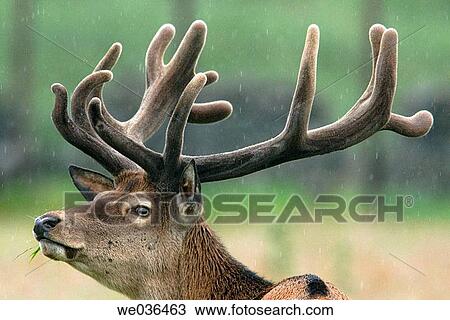 Red deer stag at the Otter Trust, County Durham, England, UK View Large Photo Image Stock Image - Red deer stag at the Otter Trust, County Durham, England, UK. Fotosearch
