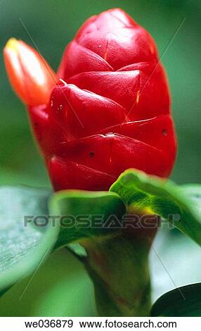 Red fruit View Large Photo Image Stock Photo - Red fruit. Fotosearch