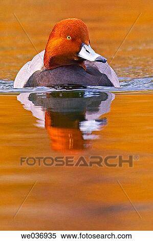 Redhead Duck (Aythya americana), male View Large Photo Image Stock Photography - Redhead Duck (Aythya americana), male. Fotosearch