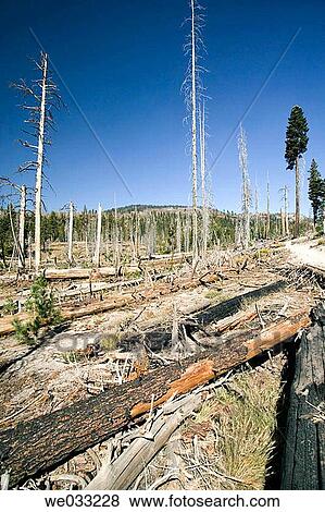 Remnants of trees after forest fire, Devil's Postpile National Monument. Mammoth, California, USA View Large Photo Image Stock Photo - Remnants of trees after forest fire, Devil's Postpile National Monument. Mammoth, California, USA. Fotosearch