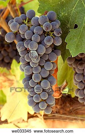 Ripened grapes in Napa Valley, California, USA View Large Photo Image Stock Photography - Ripened grapes in Napa Valley, California, USA. Fotosearch