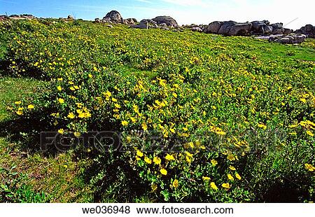 Rock Rose (Cistus sp. ) blossoms in Santa Eufemia, Baixa Limia-Serra do Xur's Natural Park. Orense province, Galicia, Spain View Large Photo Image Stock Photo - Rock Rose (Cistus sp. ) blossoms in Santa Eufemia, Baixa Limia-Serra do Xur's Natural Park. Orense province, Galicia, Spain. Fotosearch