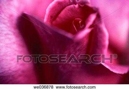Rose View Large Photo Image Stock Photo - Rose. Fotosearch