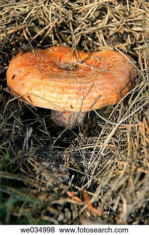 Saffron Milk-cap (Lactarius deliciosus). Catalonia, Spain View Large Photo Image Stock Photo - Saffron Milk-cap (Lactarius deliciosus). Catalonia, Spain. Fotosearch