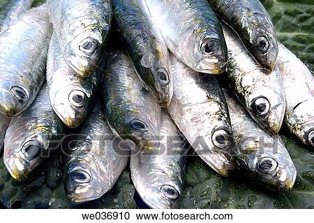 Sardines View Large Photo Image Stock Image - Sardines. Fotosearch