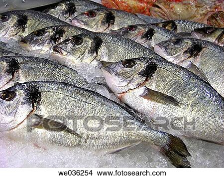 Sea breams View Large Photo Image Picture - Sea breams. Fotosearch