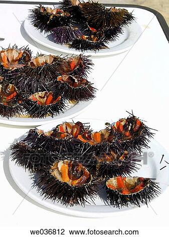 Sea urchins. Calella de Palafrugell. Costa Brava, Girona province, Catalonia, Spain View Large Photo Image Stock Image - Sea urchins. Calella de Palafrugell. Costa Brava, Girona province, Catalonia, Spain. Fotosearch