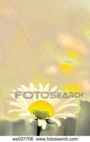 Shasta Daisies. Leucanthemum x superbum. Maryland, USA View Large Photo Image Stock Photograph - Shasta Daisies. Leucanthemum x superbum. Maryland, USA. Fotosearch