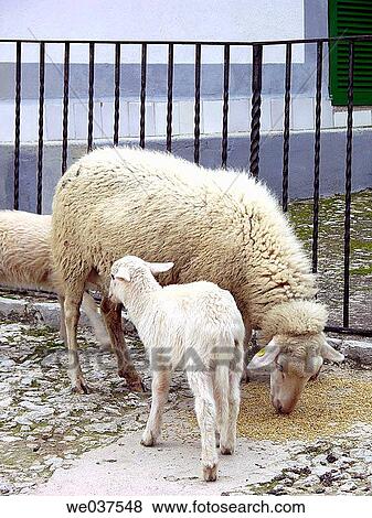 Sheep View Large Photo Image Stock Photo - Sheep. Fotosearch