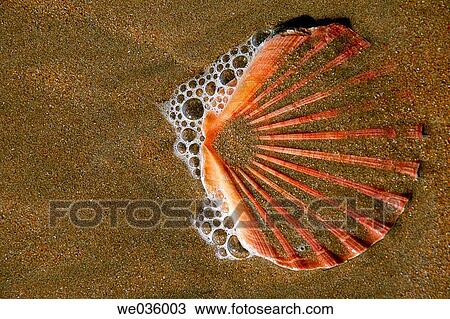 Stock Image - Shell.. Fotosearch