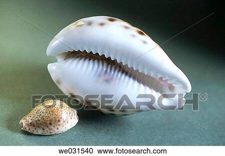 Stock Image - Shells. Also used as dice. India.. Fotosearch