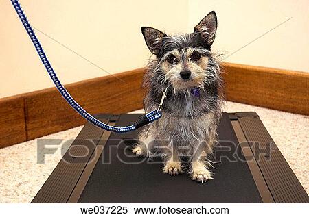 Small dog sitting on treadmill. View Large Photo Image Stock Photography - Small dog sitting on treadmill.. Fotosearch