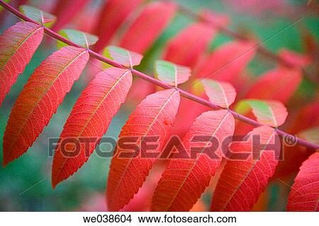 Smooth Sumac (Rhus glabra), fam. Anacardiaceae. Botanical garden, Pagoeta Natural Park, Aia. Guipuzcoa, Euskadi, Spain View Large Photo Image Picture - Smooth Sumac (Rhus glabra), fam. Anacardiaceae. Botanical garden, Pagoeta Natural Park, Aia. Guipuzcoa, Euskadi, Spain. Fotosearch