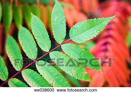 Smooth Sumac (Rhus glabra), fam. Anacardiaceae. Botanical garden, Pagoeta Natural Park, Aia. Guipuzcoa, Euskadi, Spain View Large Photo Image Stock Image - Smooth Sumac (Rhus glabra), fam. Anacardiaceae. Botanical garden, Pagoeta Natural Park, Aia. Guipuzcoa, Euskadi, Spain. Fotosearch