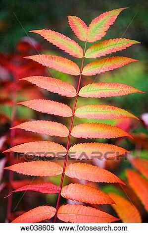 Smooth Sumac (Rhus glabra), fam. Anacardiaceae. Botanical garden, Pagoeta Natural Park, Aia. Guipuzcoa, Euskadi, Spain View Large Photo Image Stock Photography - Smooth Sumac (Rhus glabra), fam. Anacardiaceae. Botanical garden, Pagoeta Natural Park, Aia. Guipuzcoa, Euskadi, Spain. Fotosearch