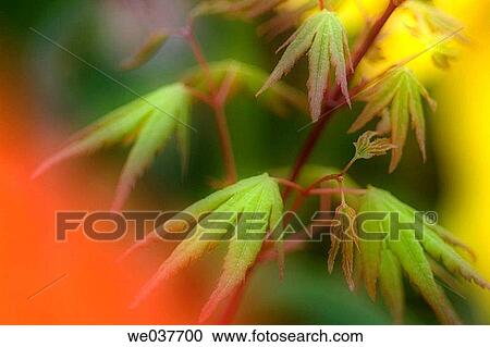 Spring Japanese Maple. Acer palmatum. Maryland, USA View Large Photo Image Stock Image - Spring Japanese Maple. Acer palmatum. Maryland, USA. Fotosearch