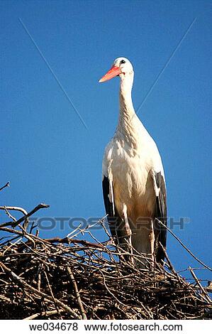 Stork on nest View Large Photo Image Stock Photo - Stork on nest. Fotosearch