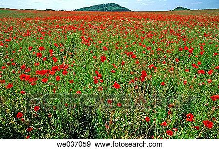 Summer meadow with poppy flowers in the Weser hilly region. Lower Saxony. Germany. View Large Photo Image Stock Photo - Summer meadow with poppy flowers in the Weser hilly region. Lower Saxony. Germany.. Fotosearch