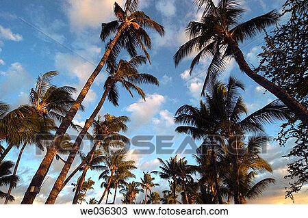 Sunset palms. Hawaii, USA View Large Photo Image Stock Image - Sunset palms. Hawaii, USA. Fotosearch