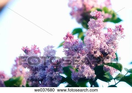 Syringa vulgaris. Maryland, USA. View Large Photo Image Stock Image - Syringa vulgaris. Maryland, USA.. Fotosearch