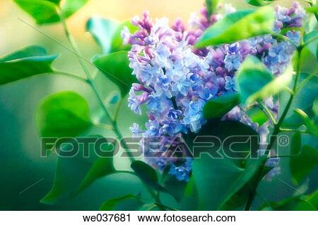 Syringa vulgaris. Maryland, USA. View Large Photo Image Stock Image - Syringa vulgaris. Maryland, USA.. Fotosearch