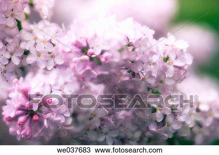 Syringa vulgaris. Maryland, USA View Large Photo Image Stock Image - Syringa vulgaris. Maryland, USA. Fotosearch