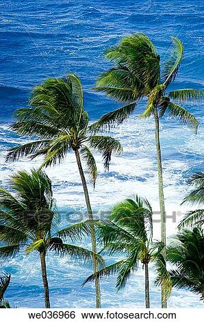 Tropical palms. Hawaii, USA View Large Photo Image Stock Photograph - Tropical palms. Hawaii, USA. Fotosearch