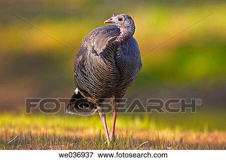 Turkey (Meleagris gallopavo) View Large Photo Image Stock Photo - Turkey (Meleagris gallopavo). Fotosearch