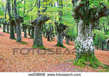Urkiola Natural Park. Biscay, Euskadi, Spain View Large Photo Image Stock Photo - Urkiola Natural Park. Biscay, Euskadi, Spain. Fotosearch