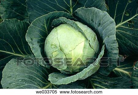 Vegetable. Cabbage. Koti. Himachal Pradesh. India. View Large Photo Image Stock Photography - Vegetable. Cabbage. Koti. Himachal Pradesh. India.. Fotosearch