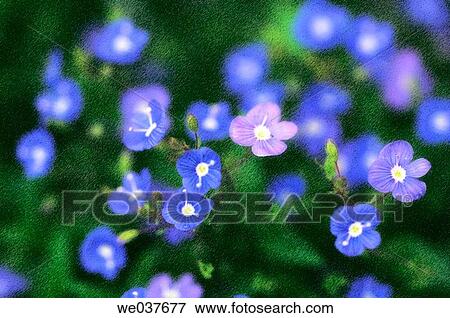 Veronica peduncularis Georgia Blue. Maryland, USA View Large Photo Image Stock Photo - Veronica peduncularis Georgia Blue. Maryland, USA. Fotosearch