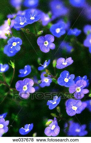 Veronica peduncularis Georgia Blue. Maryland, USA View Large Photo Image Stock Photo - Veronica peduncularis Georgia Blue. Maryland, USA. Fotosearch