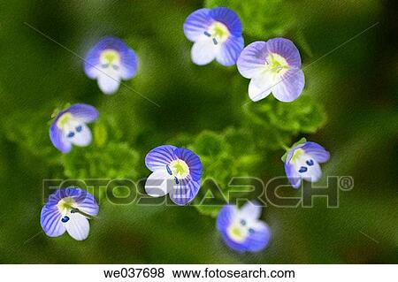 Veronica persica. Maryland, USA View Large Photo Image Stock Photo - Veronica persica. Maryland, USA. Fotosearch