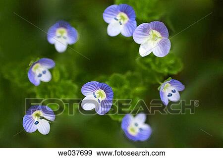 Veronica persica. Maryland, USA View Large Photo Image Stock Photo - Veronica persica. Maryland, USA. Fotosearch
