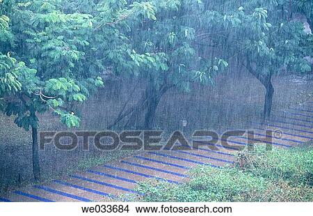 Very heavy rain. Amaltas trees. Track of jogger's park. Juhu. Mumbai. India. View Large Photo Image Picture - Very heavy rain. Amaltas trees. Track of jogger's park. Juhu. Mumbai. India.. Fotosearch