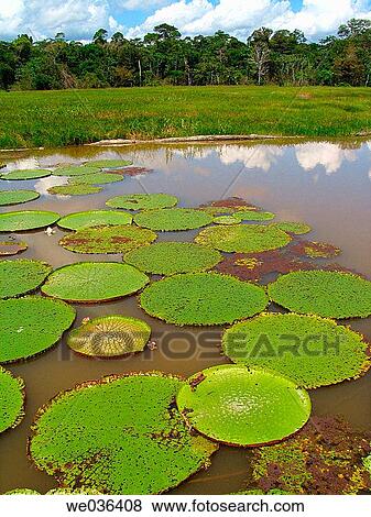 Victoria Regia. Brazil. View Large Photo Image Stock Photo - Victoria Regia. Brazil.. Fotosearch