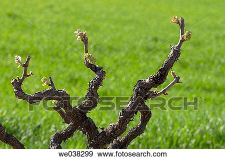 Stock Photo - Vine in spring, Alt Pened? s. Barcelona province, Catalonia, Spain. Fotosearch
