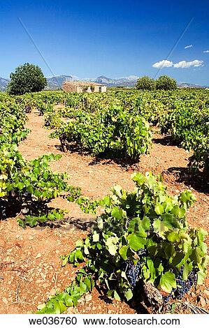 Vineyards.? Manto? grape variety (native from the Balearic islands). Sierra de Tramuntana at the back. Mallorca. Balearic Islands. Spain. View Large Photo Image Stock Image - Vineyards.? Manto? grape variety (native from the Balearic islands). Sierra de Tramuntana at the back. Mallorca. Balearic Islands. Spain.. Fotosearch