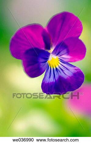 Stock Image - Viola tricolor. Garden trio. Maryland, USA. Fotosearch