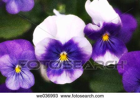 Viola tricolor. Garden trio. Maryland, USA View Large Photo Image Stock Image - Viola tricolor. Garden trio. Maryland, USA. Fotosearch